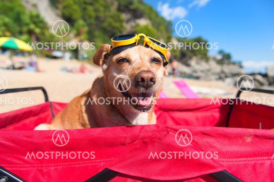 Funny dog with goggles at beach