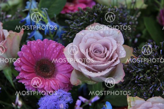 purple rose and pink gerbera
