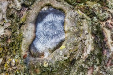 Tree trunk, closeup and hollow in nature, outdoor and...