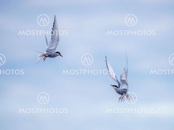 Fighting terns