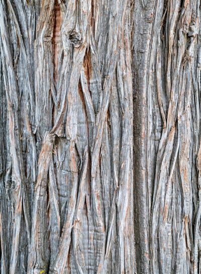 old juniper tree texture