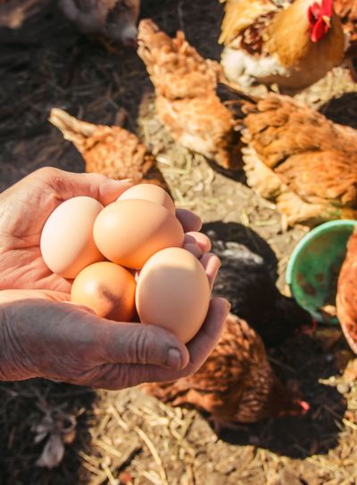 Chicken domestic eggs in hands. Selective focus.