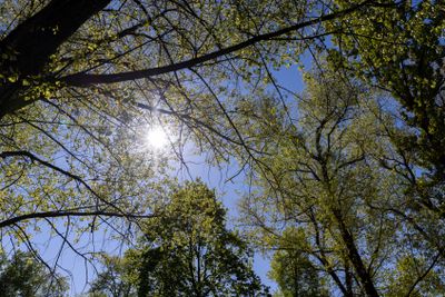 deciduous trees in the spring season in sunny weather
