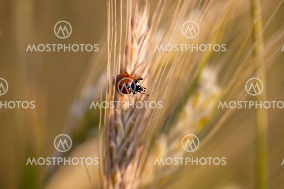 Ears of ripe barley growing in a farm field against lovely summer blue sky (shallow DOF - selective focus)