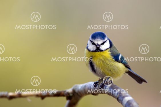 Blue Tit (Parus caeruleus) - Blåmes