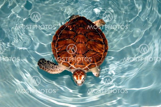 Mexican Turtle