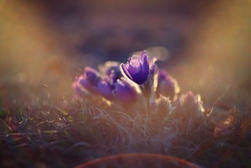 Spring flower. Nature with meadow and sunset. Seasonal...