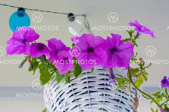 Petunia hybrida hort. ex Vilm, hanging flower