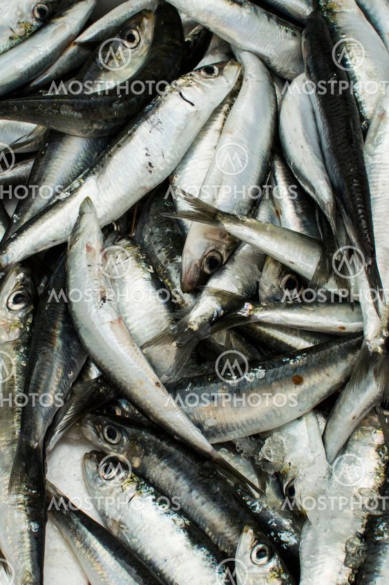 sardines background