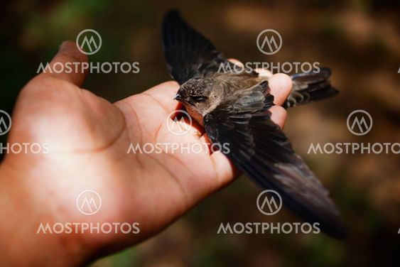 Hand Holding Swallow Bird By Noor Haswan Noor Azman Mostphotos
