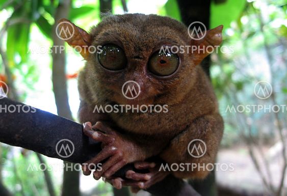 Philippine Tarsier
