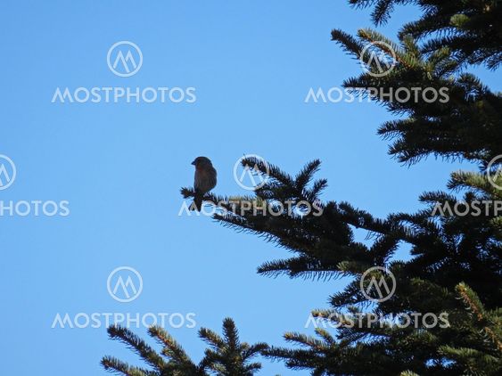 Housefinch in silouette on a spruce tree