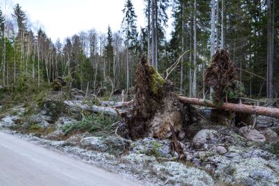Vindfällen vid vägen