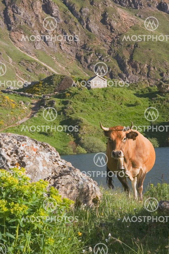 Cow in the natural park of Somiedo, Asturias, Spain