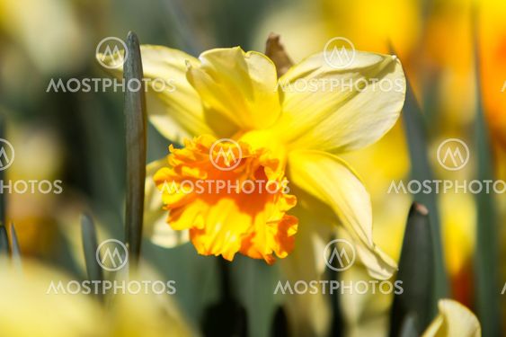 Daffodils