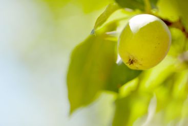 Apple, tree and outdoor at farm, growth and closeup with...