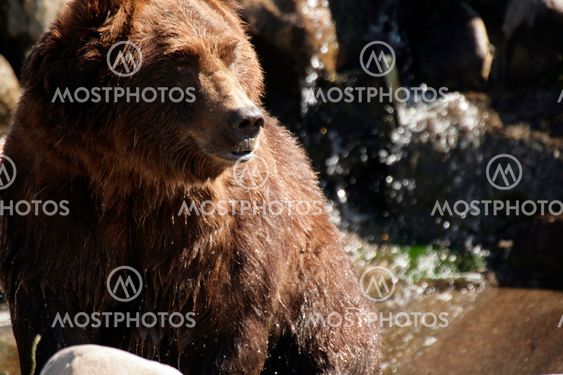 Big Bear