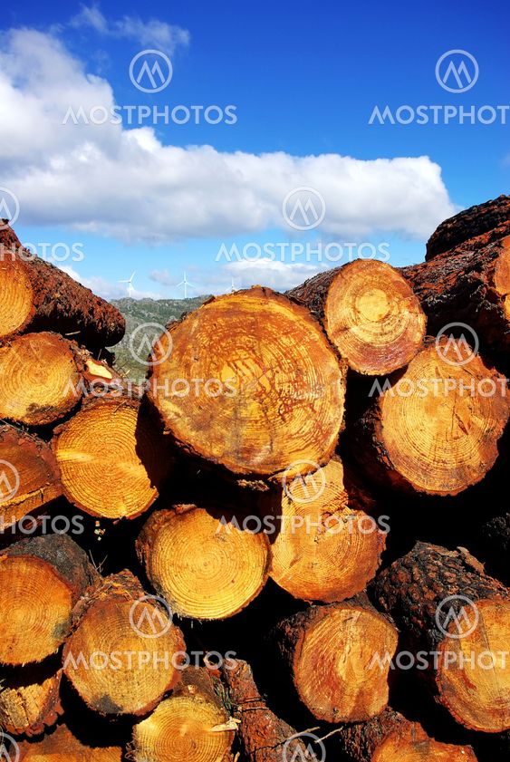 Wood trunks of pine trees