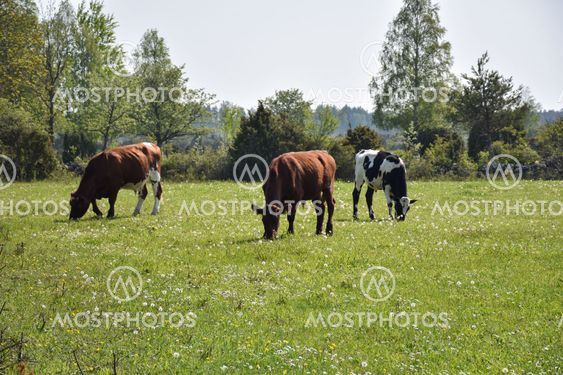 Betande boskap i ett vårgrönt landskap på Öland