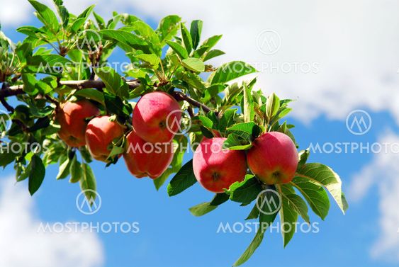 Apples on a branch
