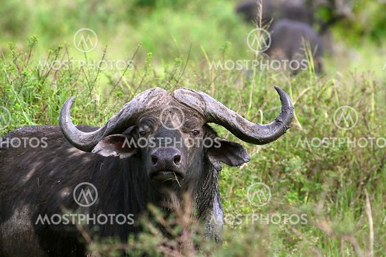 Buffalo (Syncerus caffer caffer)