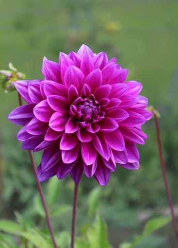 Dahlia