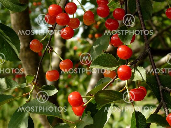 ripening cherries