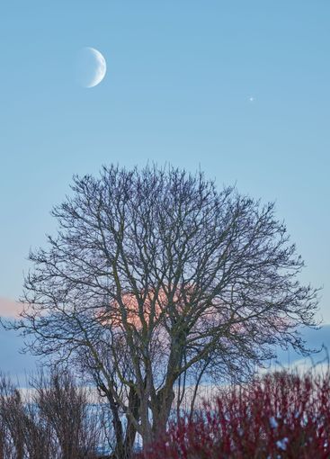 Forest, trees and blue sky with moon outdoor for mystery...