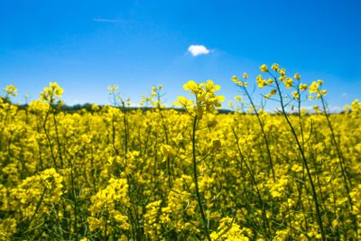 Rapeseed field