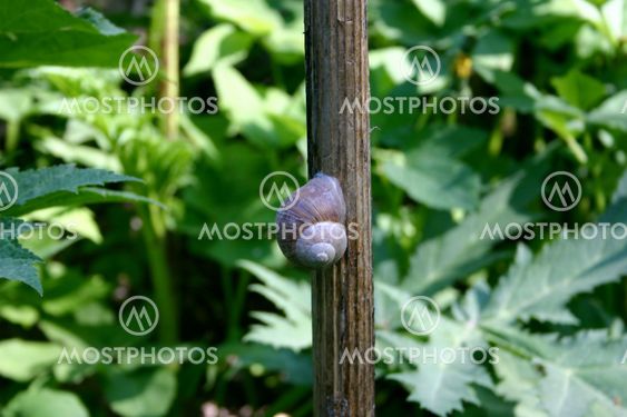 Snail snail
