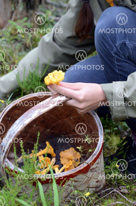Chanterelles