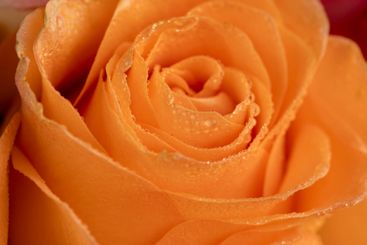 bouquet of roses of different colors close up