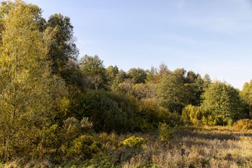 deciduous trees of different types in the autumn season
