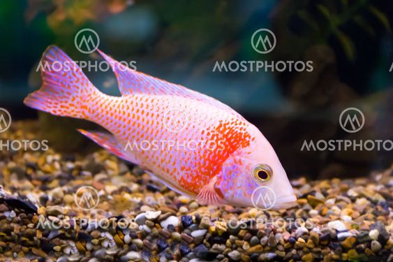 Aulonocara fish