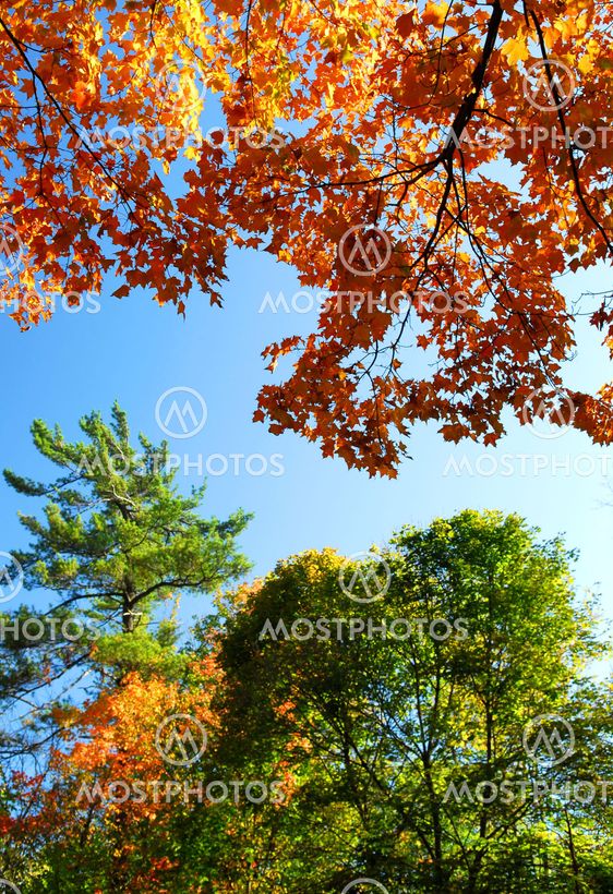Autumn trees