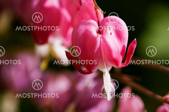 Bleeding Heart Background