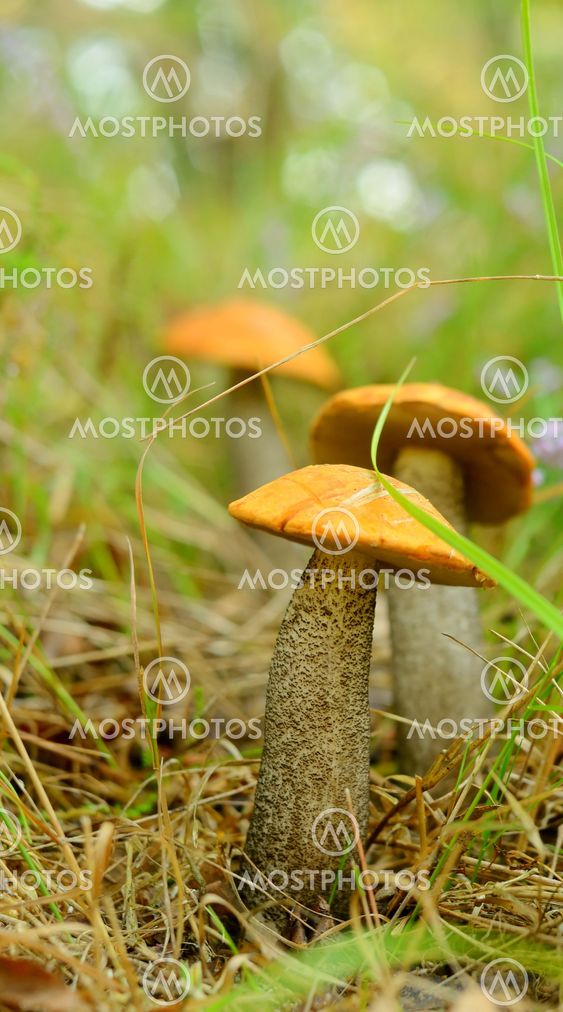 Mushrooms