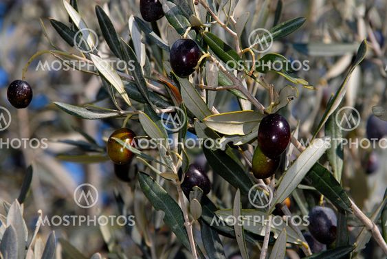 an olives