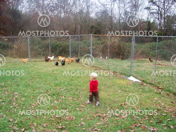 young chicken farmer