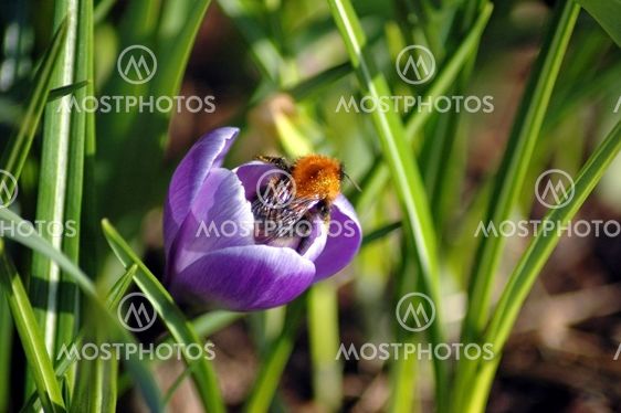 Bumble-bee in Crocus