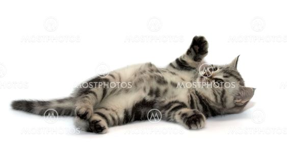 Scottish Straight Cat