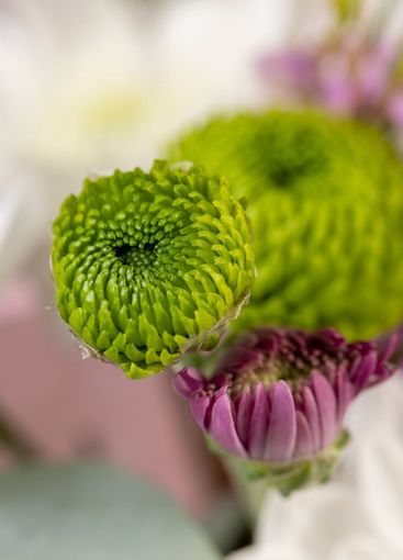 a bouquet of a large number of white flowers for a gift