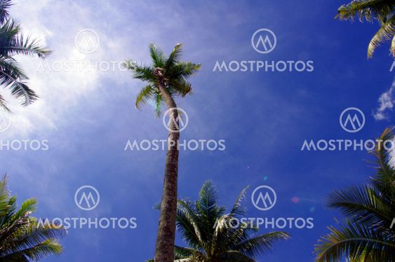 coconut tree