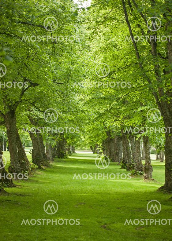 Trees in park