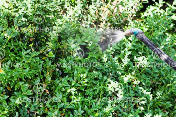 spraying insecticide on boxwood bushes