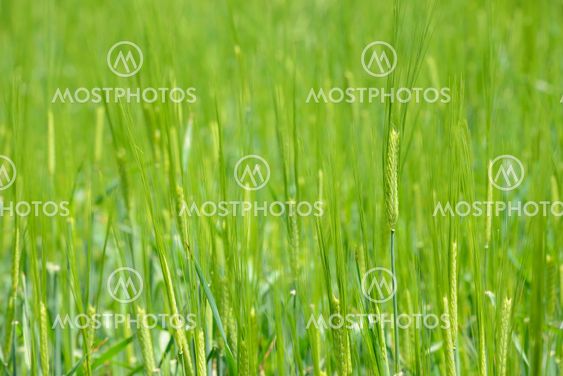 closeup of unripe green barley