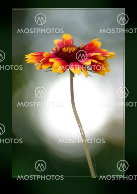 Blomma