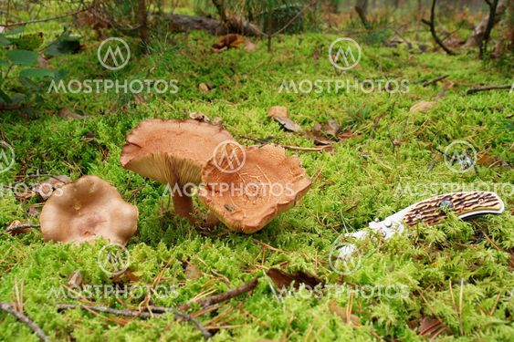 Mushrooms in the forest