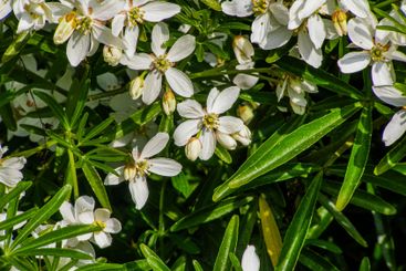 Wild daffodils blooming in park