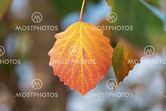 Yellow aspen leafs during autumn, closeup